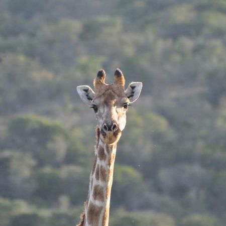 Addo Elephant Lodge & Safaris Kirkwood Exteriör bild