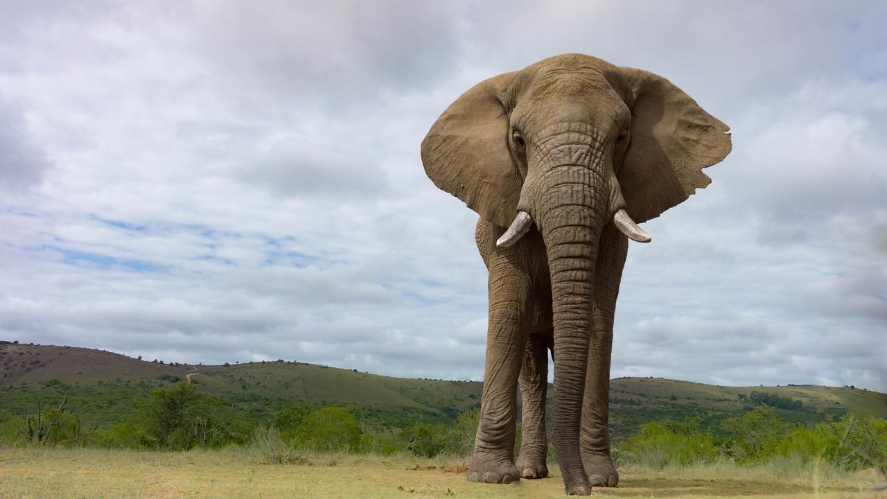 Addo Elephant Lodge & Safaris Kirkwood Exteriör bild