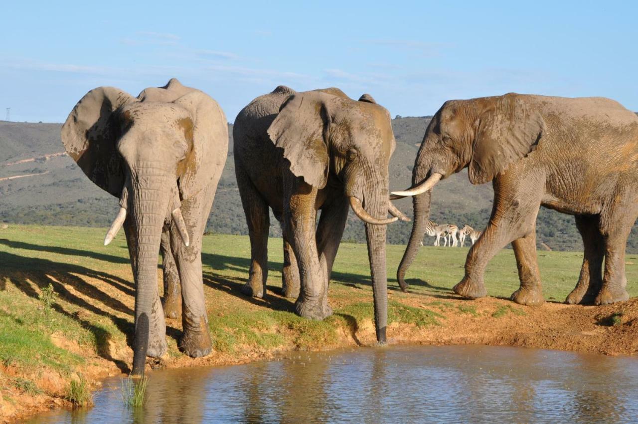 Addo Elephant Lodge & Safaris Kirkwood Exteriör bild